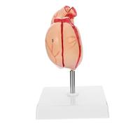 FUNOMOCYA Modello Anatomico Dello Stomaco Umano Strumento Didattico Per Scienze E Biologia Materiale Resistente E Sicuro Per Scuola E Studio