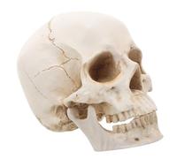 FUNOMOCYA Modello Di Cranio Umano Anatomico Realistico Per L'istruzione Medica Modello Di Cranio Didattico Per L'apprendimento