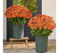 Funsdecor Mums, Artificial Outdoor Sunset Mums Flowers - UV Resistant Waterproof Windproof Faux Fall Daisies, Realistic No Fade Flowers for Porch Garden Patio Decor