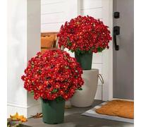 Funsdecor - Petali di seta per mamme per notti romantiche, matrimoni, anniversari, decorazioni floreali artificiali per esterni, tramonto e mamma, resistenti al sole, realistici, per fioriera, portico