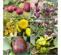 fuoco resistente - semi semi biologici di fuoco a colonna decorativo balcone con letti elevati bonsái 10pcs