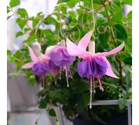 fuoco viola - semi primavera, resistenti per il giardino semi estate balcone giardino balcone selvatiche selvatiche perenni fuoco viola per 120 pezzi