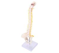 FUOYLOO Anatomico in Pvc Bianco della Colonna Vertebrale 45 Cm Dettagli Anatomici Lavabile per Adatto a Studenti e