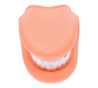 FUOYLOO Modello Realistico in Pvc per Insegnamento Pratico e Dimostrazioni Interattive, per Istituzioni Educative nella Cura Orale