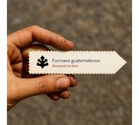 Furcraea guatemalensis SEEDS - - SEMI Maguey gigante | Cabuya