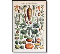 FURLOU Arte da Parete,Decorazione da Parete,Poster Educativo di Verdure Vintage,Identificazione di Riferimento di Funghi Champignon Illustrazione Arte della Parete Pittura Immagine 40X60Cm