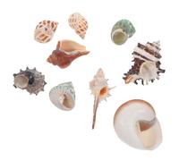 FUTUREORYY 9pezzi Decorazione Naturale per Acquari da Gusci di Granchio per Abbellire e Creare Scenari Sott Perfetti per Serbatoi di Piccole e Medie
