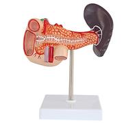 FXQ Pancreas e milza Anatomia Modello - Organo Modello anatomico Umano - Umano Pancreas Milza e del duodeno Anatomia Modello - per Lo Studio di visualizzazione insegnamento Medico Modello