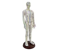 Fxzqgnh Modello Umano Pratico in PVC Visualizzazione Dettagliata Base Solida Marcature Internazionali Adatto per L'educazione Sanitaria Insegnamento in U, Maschio