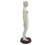 Fxzqgnh Modello Umano Pratico in PVC Visualizzazione Dettagliata Base Solida Marcature Internazionali Adatto per L'educazione Sanitaria Insegnamento in U, Femmina
