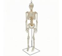 Fxzqgnh Scheletro Didattico Umano Modello Scheletrico PVC con Gancio per Esposizione E Supporto Indipendente con Base Quadrata Adatto per Lezioni Laboratori Sanitari 85cm