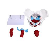 Fyearfly Modello del bacino femminile per l'insegnamento - Migliora l'apprendimento e la comprensione, conveniente