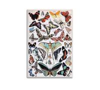FYRNQ Poster vintage con illustrazione di animali con farfalle e falene, stampa artistica da parete con stampa artistica da parete estetica retrò per decorare la stanza e la casa, 30 x 45 cm, senza