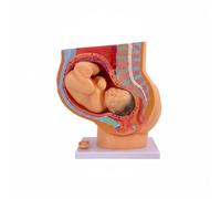 FytStycale Modello Ostetrico Del Nascita Facile da Osservare Modello di Embrione Resistente per Ostetriche, Aula