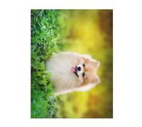 FZGGWYHL Simpatico cucciolo di cane in Spring Park stampato flanella coperta coperta coperta