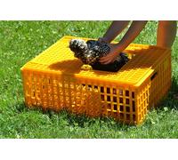Gabbia trasportino cm 72x53x31 in plastica per Trasporto pollame polli Conigli