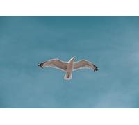 Gabbiani in volo - Puzzle da 6000 pezzi per adulti, gioco di abilità perfetto per il rilassamento, la meditazione e l'educazione.