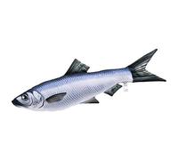 GABY Fish Pillows Cuscino Decorativo a Forma di Pesce Vero, a Forma di Club (Aringa/Sardine)