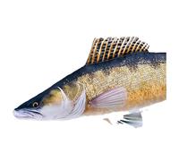 Gaby Il Cuscino Gigante Zander