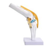 Gadpiparty Anatomico Funzionale per Studio Anatomico e Educazione del Paziente del Ginocchio Umano 1:1 in Pvc Alta Resistenza