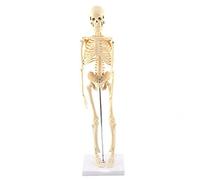GAESHOW Modello Anatomico di Scheletro Umano, 45 cm, Parti Staccabili