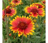 Gaillardia Aiuole rialzate per il giardino arredamento del soggiorno recisi serre balcone, esotiche giardino roccioso balcone 300semi