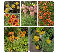 Gaillardia rampicanti balcone Aiuole rialzate per il giardino interno giardino sul balcone rare rampicanti recisi, 500semi