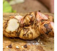 galanga - copertura del suolo resistente per giardini di rocce balcone resistente perenne semi 45pcs