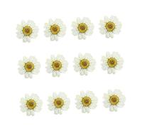 GALPADA 12 Pezzi Fiori Secchi Bianchi di Margherita Pressati per Nail Art e Scrapbooking Materiale Naturale per Decorazioni Artistiche e Album Frame Natalizi