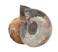 GALPADA 2pezzi Ammonite Campione Ammonite Naturale Del Madagascar Feng Shui Kit Per Scavi Scientifica Decorazione Per Casa Pietre Naturali e Minerali