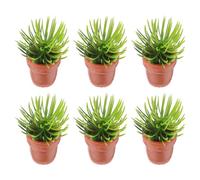 GALPADA 6pezzi Mini Piante Artificiali in Vaso Ornamenti Vegetali Simulati per Case delle Bambole Decorazioni in Miniatura Piante Verdi Realistiche Accessori da Interni per Paesaggi