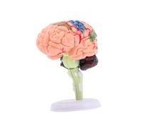 GALPADA Anatomico per Didattico e Dimostrativo Struttura Cerebrale Dettagliata per Scuola e Pratica Medica