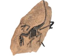 GALPADA Decorazione Scheletro Dinosauro in Resina Simulata, Arricchisce la Conoscenza, per Feste e Collezioni, Set da 1 Pezzo