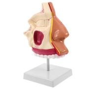 GALPADA Modello Anatomico Naso e Faringe in Plastica e Metallo con Sensazione Realistica per Dimostrazione Deglutizione e Terapia del Linguaggio in Aula Anatomica