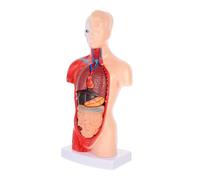 GALPADA Modello Anatomico Torso con Smontabili Organi Dettagliati per Insegnamento in Scuola Laboratorio e Ospedale Realizzato con Tecnologia Precisione
