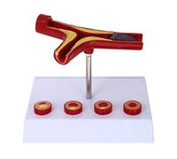 GALPADA Modello cardiovascolare studa cardione vessel project modello medico di sangue modello di decorazione del cuore anatomico modelli anatomici pvc