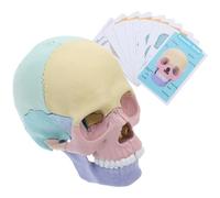 GALPADA Modello di Cranio Umano Dettagliato Smontabile Ossa Evidenziate per Lezioni di Anatomia Umana e Corsi Medici