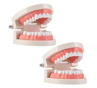 GALPADA Modello Dimostrativo Di Dente in Plastica Per Educazione Orale, Modello Di Tipodonte Per Insegnamento Igiene Ragazzo Ragazza e Studenti