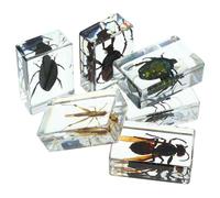 GALPADA Set da 6 Esemplari di Insetti Conservati in Resina Trasparente Decorazioni per Scrivania e Fermacarte per Collezioni Aule e Musei Piccoli e Durevoli