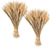 Gambi Di Grano 55cm, 200 Stelis Spighe Di Granos Naturali Fiori Secchi Per Decorazione, Spighe Di Grano Essiccate, Bouquet Di Granos Per Matrimoni, Casa, Cucina, Chiesa, Tavolo, Feste, Fai Da Te