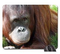 Gaming Mousepad, Orang-Utan Monkey Human Orang Utan Animal Zoo Tappetini per Il Mouse da Gioco Liscia Mouse Pad Personalizzato Tappetini Mouse per Laptop Notebook 25X30Cm