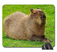 Gaming Tappetino Mouse, Capybara Rodent Guinea Pig Species of Rodent Cute Mouse Pad Pratica Tappetini per Il Mouse Confortevole Mousepad per Laptop Notebook 25X30Cm