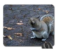 Gaming Tappetino Mouse, Squirrel-Cat Yawn Foot Open Tooth Tired Predator Tappetino per Il Mouse da Gioco Pratica Mouse Pad Confortevole Tappetini per Il Mouse per Computer Laptop 25X30Cm