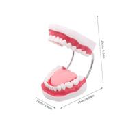 GANAZONO Modello Ingrandito con Lingua e Gengive per Formazione Odontoiatrica e Dimostrazioni Didattiche Modello di Denti per Studenti e Addestramento Dentisti