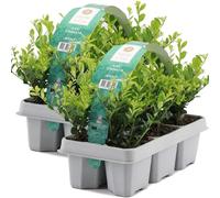 GardenersDream 12X Ilex Crenata 'Jenny' - Piante da siepe sempreverdi resistenti e a bassa manutenzione - Arbusti per tutto l'anno per bordure e arte topiaria
