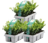 GardenersDream 18X Ilex Crenata 'Jenny' - Piante da siepe sempreverdi resistenti e a bassa manutenzione - Arbusti per tutto l'anno per bordure e arte topiaria