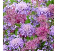 GardenersDream 2x Piante di Thalictrum in Vaso - Rue dei Prati Rosa Colorata Piante Perenni da Giardino - Arbusti da Fiore da Esterno per Giardino (incl. Vaso da 11 cm)