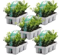 GardenersDream 30X Ilex Crenata 'Jenny' - Piante da siepe sempreverdi resistenti e a bassa manutenzione - Arbusti per tutto l'anno per bordure e arte topiaria