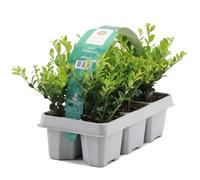 GardenersDream 6X Ilex Crenata 'Jenny' - Piante da siepe sempreverdi resistenti e a bassa manutenzione - Arbusti per tutto l'anno per bordure e arte topiaria