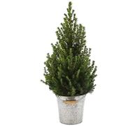 GardenersDream Albero di Natale Vero Piccolo Xmas Fresco Piantato Vaso di Metallo 60-70 cm